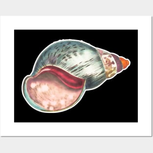 Illustrated sea shell snail. Colorful vintage drawing Posters and Art